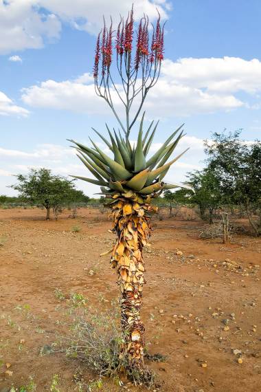 Aloe littoralis – Mopane-Aloe