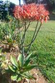 Aloe maculata 'Robusta' – Robust Soap Aloe
