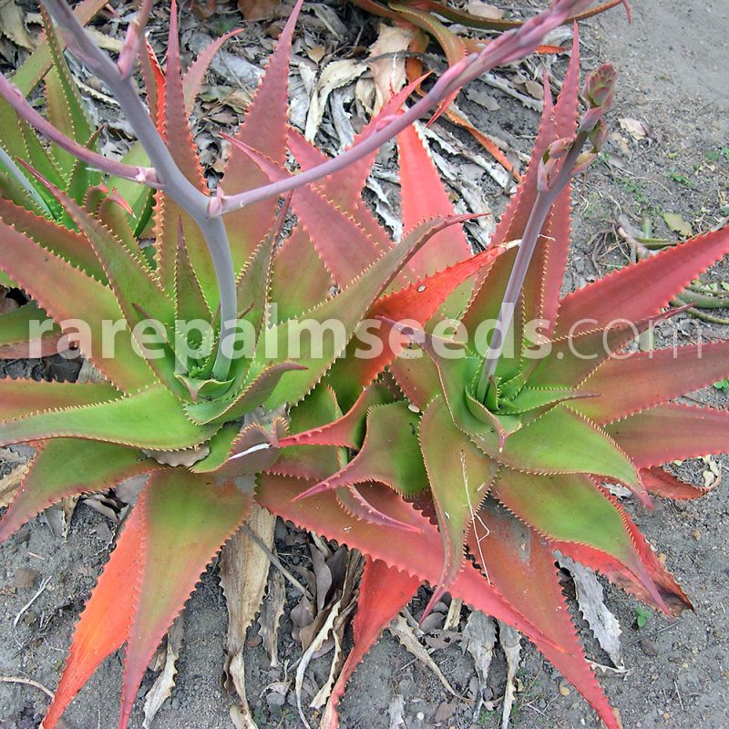 10 seeds of Agave scabra succulents cacti succulents seed R