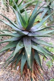 Aloe microstigma – Red Cape Aloe, Cape Speckled Aloe