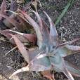 Aloe ortholopha – Mvurwi-Aloe