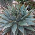 Aloe pratensis – Rocky Meadow Aloe
