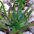 Aloe somaliensis – Sheikh Aloe