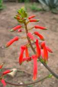 Aloe vogtsii – Aloe de Soutpansberg
