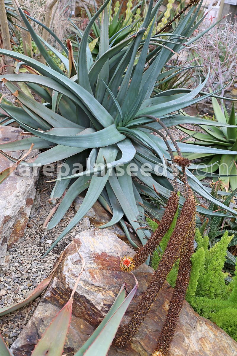 Aloe vryheidensis – Wolkberg Aloe – Buy seeds at