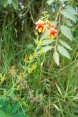Alonsoa meridionalis – Mask Flower