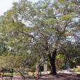 Alphitonia excelsa – Red Ash, Soap Tree