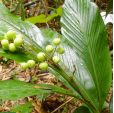 Alpinia sp. 'Borneo'