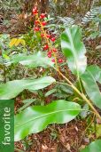 Alpinia ssp. 'Vietnam Mix'