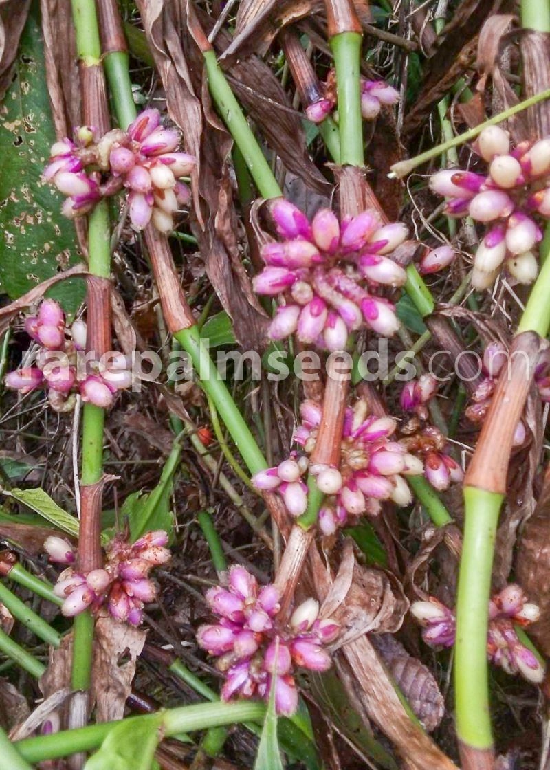 Amischotolype hookeri – Compra semillas en rarepalmseeds.com
