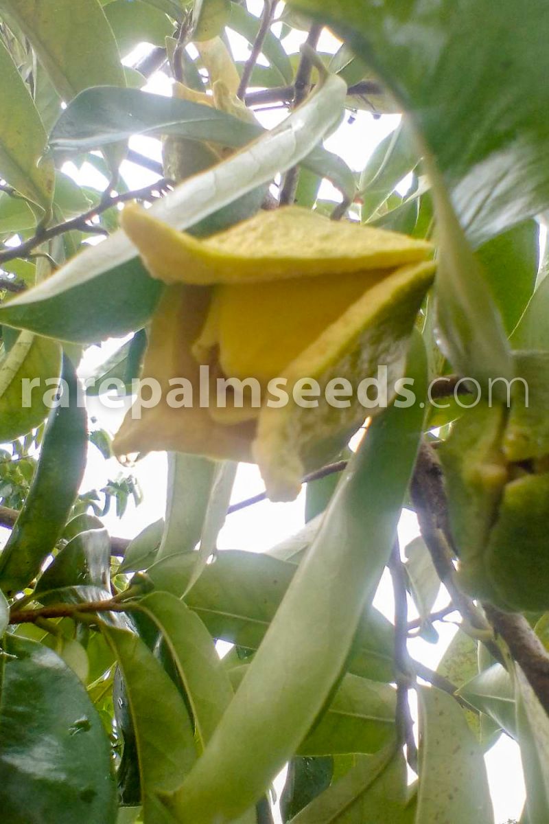 Details about   Annona muricata Soursop Giant Graviola Tropical Fruit Plant 10 Seeds 