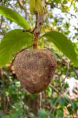 Annona reticulata – Wild Sweetsop