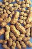 Arachis hypogaea – Peanut