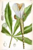 Arisaema nepenthoides – Pitcher Cobra Lily