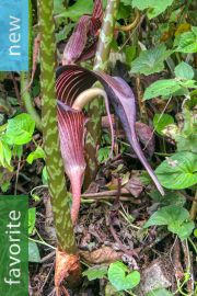 Arisaema speciosum – Double-Whip Cobra Lily