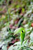 Arisaema tortuosum – Whipcord Cobra Lily