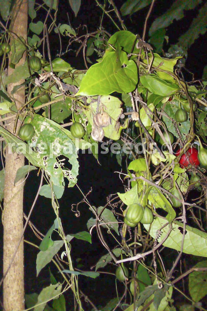 Aristolochia Tagala Vine 10 Seeds Dutchman's Pipe From USA Indian Birthwort