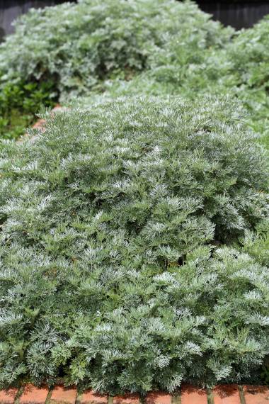 Artemisia absinthium – Wormwood, Absinthe