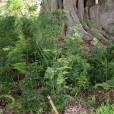 Asparagus setaceus – Climbing Lace Fern