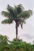 Astrocaryum standleyanum – Mocora Palm