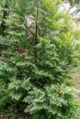 Austrocedrus chilensis – Chilean Cedar