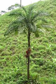 Bactris gasipaes var. chichagui – Chinamato Palm