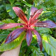 Barringtonia procera 'Pink Flower'