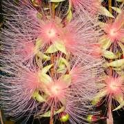 Barringtonia racemosa – Powderpuff Tree