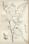 Bauhinia racemosa – Mountain Ebony 