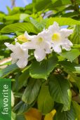 Beaumontia grandiflora – Easter Lily Vine