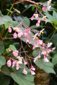 Begonia grandis 'Sapporo' - bulbils – Hardy Begonia