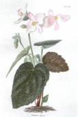 Begonia picta