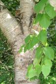 Betula maximowicziana – Monarch Birch