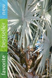 Bismarckia nobilis 'Silver' – Bismarck Palm