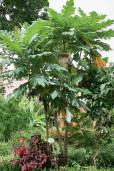 Bocconia frutescens – Tree Poppy