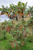 Bocconia integrifolia – Weeping Blood Tree