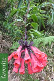 Bomarea multiflora – Colombian Climbing Lily