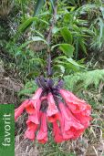 Bomarea multiflora – Kolumbianische Kletterlilie