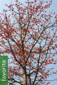 Bombax ceiba – Red Cotton Tree