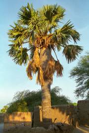 Borassus aethiopum – African Palmyra Palm