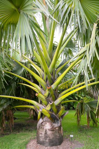 Borassus madagascariensis – Madagascar Palmyra Palm