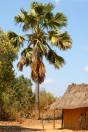 Borassus madagascariensis – Madagascar Palmyra Palm