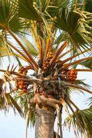 Borassus sambiranensis – Sambirano Palmyra Palm