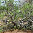 Boswellia neglecta – Black Frankincense, Dakkara
