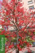 Brachychiton acerifolius – Illawarra Flame Tree
