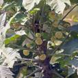 Brassaiopsis hainla – Seto Chuletro Tree
