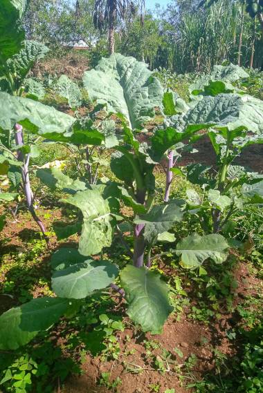 Brassica carinata – Abyssinian Cabbage
