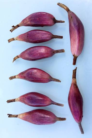 Bromelia karatas – Plumier's Bromelia – Buy seeds at rarepalmseeds.com
