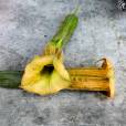 Brugmansia sanguinea 'Luteola' – Angel's Trumpet