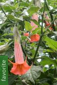 Brugmansia vulcanicola 'Orange' – Angel's Trumpet